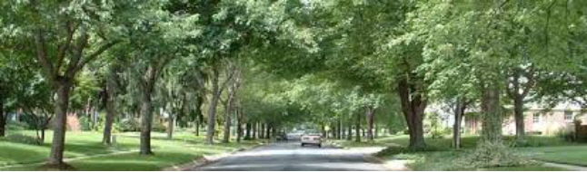 Forestry street