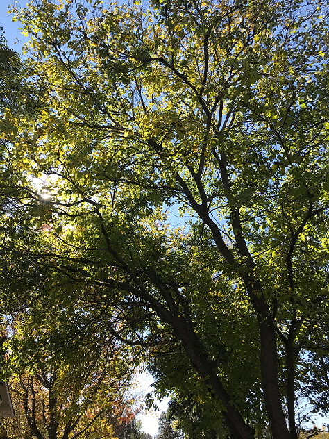 tree pic 1a